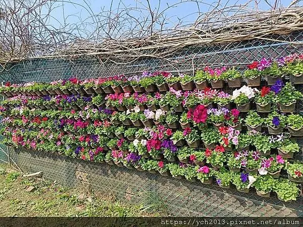 迎春賞櫻跑第一／平菁街寒櫻與梅花