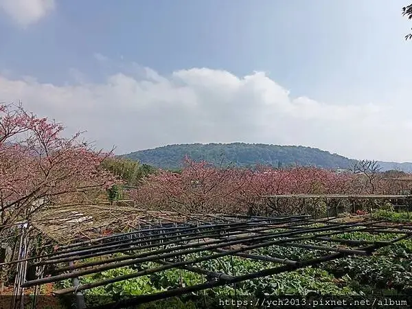 迎春賞櫻跑第一／平菁街寒櫻與梅花