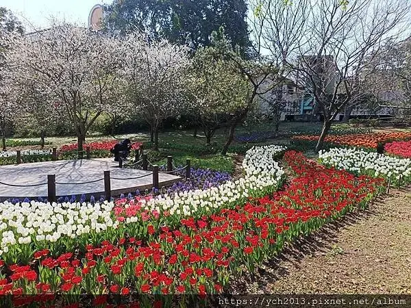 2025陽明山花卉試驗所茶花、鬱金香、大飛燕草／花開富貴迎早