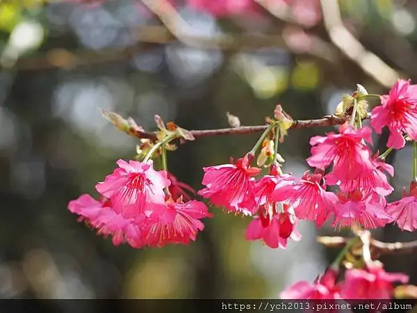 迎春賞櫻跑第一／平菁街寒櫻與梅花
