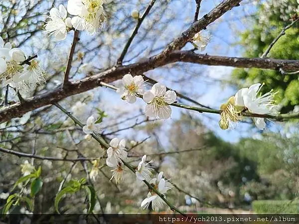 2025陽明山花卉試驗所茶花、鬱金香、大飛燕草／花開富貴迎早