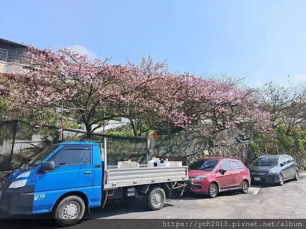 迎春賞櫻跑第一／平菁街寒櫻與梅花