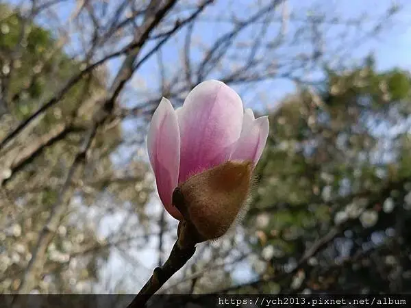 2025陽明山花卉試驗所茶花、鬱金香、大飛燕草／花開富貴迎早