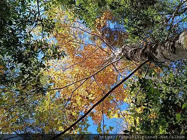 2025第一爬／新竹尖石養老段霞喀羅古道至白石吊橋巡楓趣