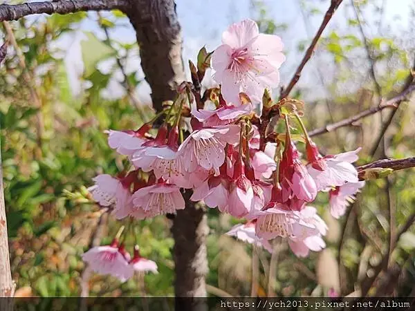迎春賞櫻跑第一／平菁街寒櫻與梅花