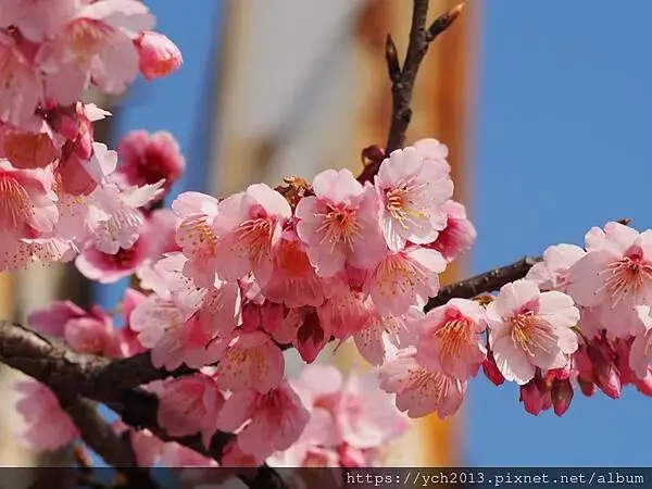 迎春賞櫻跑第一／平菁街寒櫻與梅花