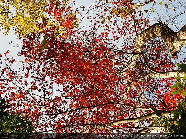 2025第一爬／新竹尖石養老段霞喀羅古道至白石吊橋巡楓趣