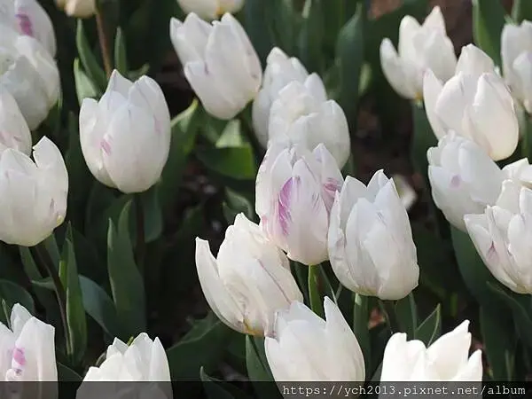 2025陽明山花卉試驗所茶花、鬱金香、大飛燕草／花開富貴迎早