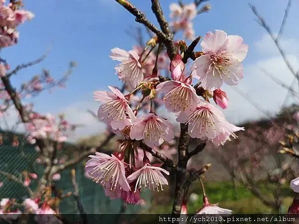 迎春賞櫻跑第一／平菁街寒櫻與梅花