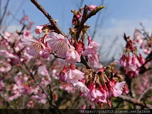 迎春賞櫻跑第一／平菁街寒櫻與梅花