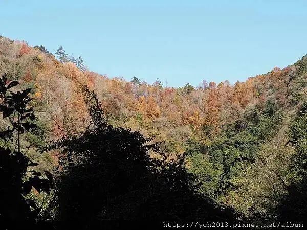 2025第一爬／新竹尖石養老段霞喀羅古道至白石吊橋巡楓趣