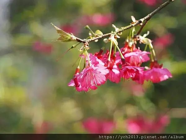 迎春賞櫻跑第一／平菁街寒櫻與梅花