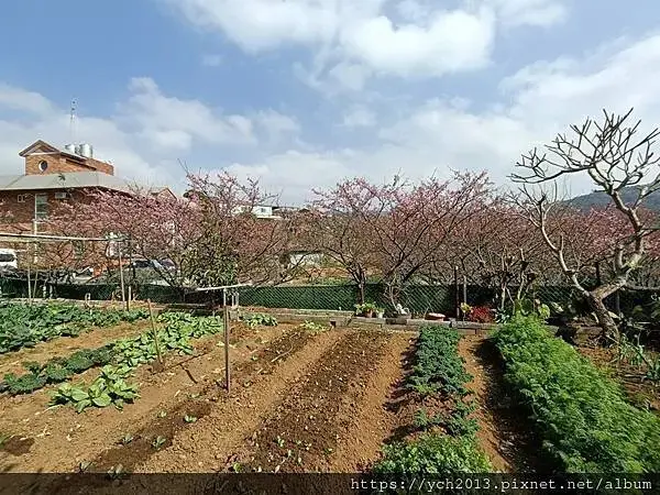 迎春賞櫻跑第一／平菁街寒櫻與梅花