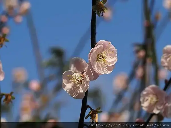 迎春賞櫻跑第一／平菁街寒櫻與梅花