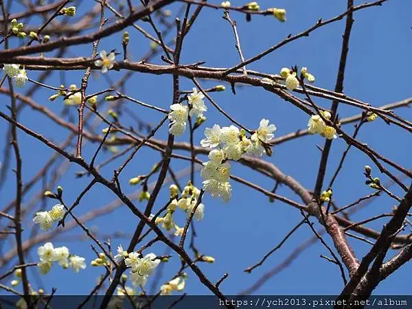 迎春賞櫻跑第一／平菁街寒櫻與梅花