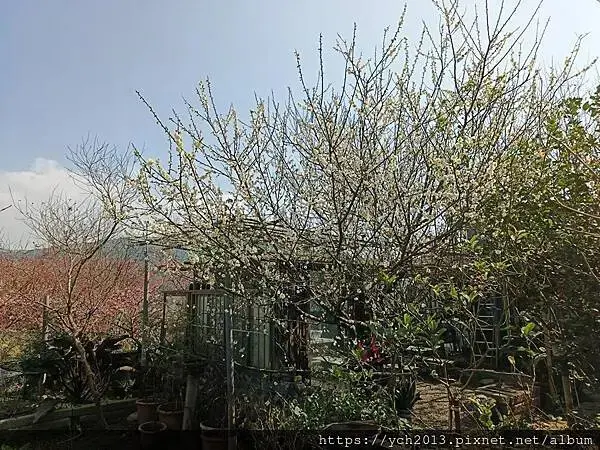 迎春賞櫻跑第一／平菁街寒櫻與梅花