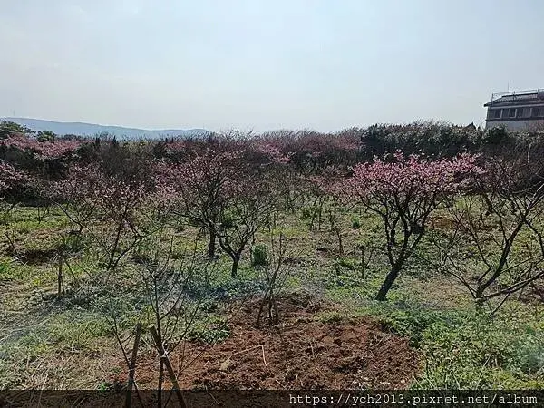迎春賞櫻跑第一／平菁街寒櫻與梅花