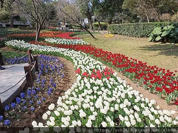 2025陽明山花卉試驗所茶花、鬱金香、大飛燕草／花開富貴迎早
