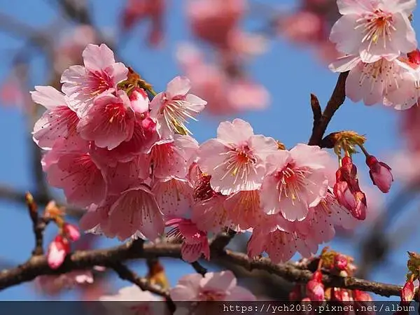 迎春賞櫻跑第一／平菁街寒櫻與梅花