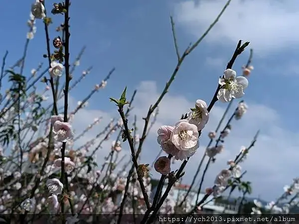 迎春賞櫻跑第一／平菁街寒櫻與梅花