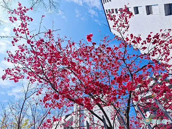 桃園77藝文町    06.png