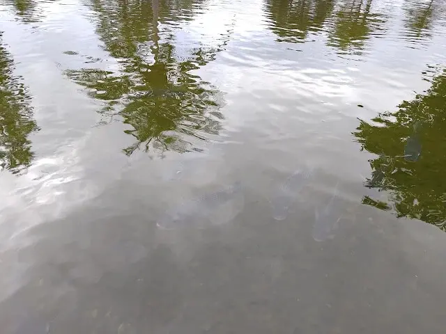 台肥海洋深層水園區 - 遇見花池 - 鯉魚
