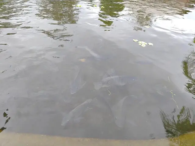 台肥海洋深層水園區 - 遇見花池