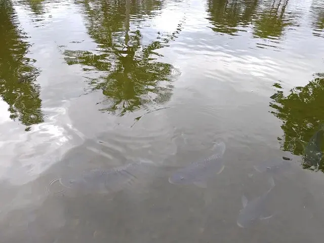 台肥海洋深層水園區 - 遇見花池 - 鯉魚