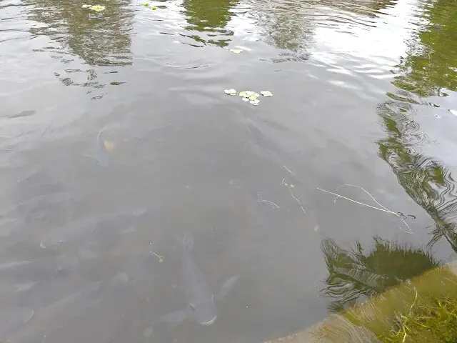 台肥海洋深層水園區 - 遇見花池