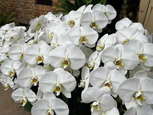 【日本沖繩親子旅遊推薦】熱帶夢想中心│門票、交通、特色全攻略