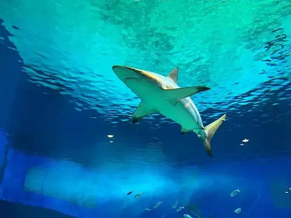 【日本沖繩北部最強景點】海洋博公園一日遊攻略(親子旅遊首選、