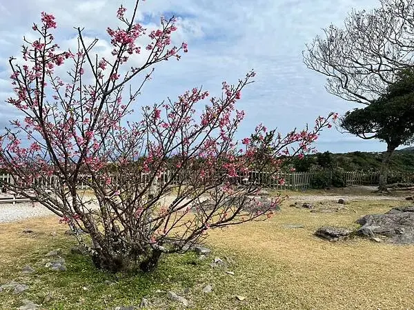 【日本沖繩親子景點推薦】今歸仁城跡怎麼玩？交通、歷史、景點攻