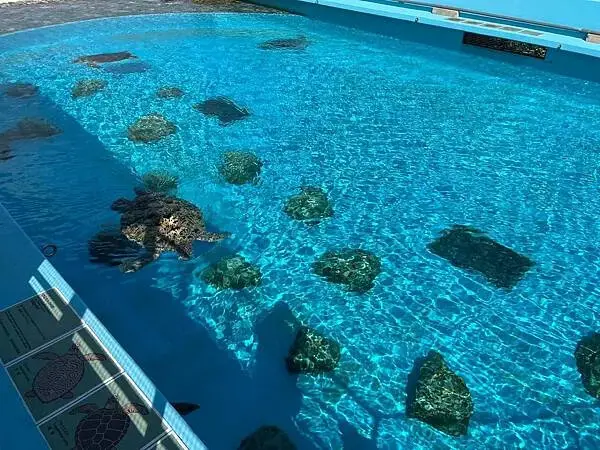 【日本沖繩北部最強景點】海洋博公園一日遊攻略(親子旅遊首選、