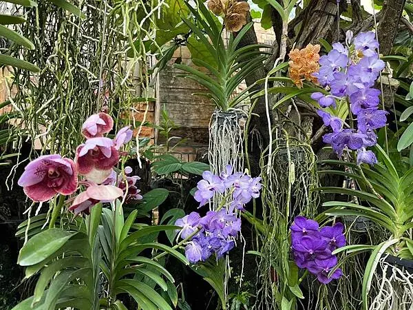 【日本沖繩親子旅遊推薦】熱帶夢想中心│門票、交通、特色全攻略