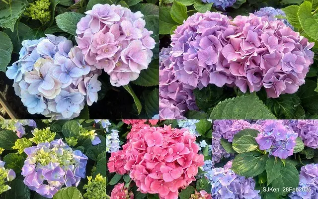 2025台北杜鵑花季「心花開、森不息」主題系列(三) 繡球花篇((Hydrangeas exhibition at Da-An forest park), Taipei,Taiwan, SJKen, Feb 28, 2025.
