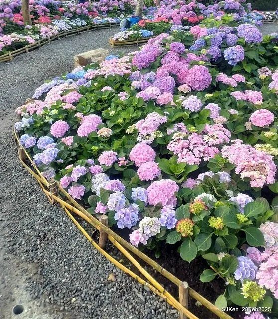 2025台北杜鵑花季「心花開、森不息」主題系列(三) 繡球花篇((Hydrangeas exhibition at Da-An forest park), Taipei,Taiwan, SJKen, Feb 28, 2025.