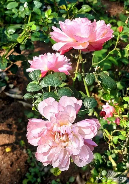 2025花博園區新生公園台北玫瑰園花展(2025 Annual Taipei Rose Garden festival), Mar 14 ~ Apr.13, 2025, Taipei, Taiwan, SJKen.