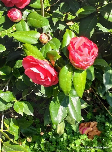 2025花博園區新生公園台北玫瑰園花展(2025 Annual Taipei Rose Garden festival), Mar 14 ~ Apr.13, 2025, Taipei, Taiwan, SJKen.