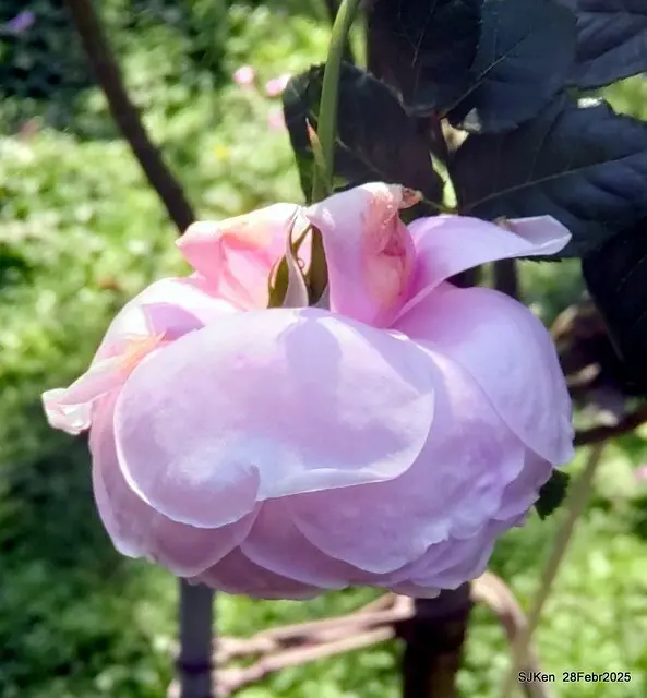 2025花博園區新生公園台北玫瑰園花展(2025 Annual Taipei Rose Garden festival), Mar 14 ~ Apr.13, 2025, Taipei, Taiwan, SJKen.