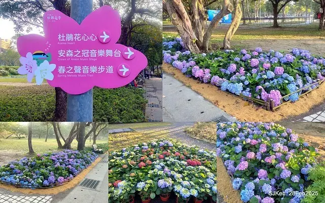 2025台北杜鵑花季「心花開、森不息」主題系列(三) 繡球花篇((Hydrangeas exhibition at Da-An forest park), Taipei,Taiwan, SJKen, Feb 28, 2025.