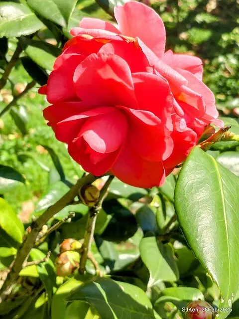 2025花博園區新生公園台北玫瑰園花展(2025 Annual Taipei Rose Garden festival), Mar 14 ~ Apr.13, 2025, Taipei, Taiwan, SJKen.