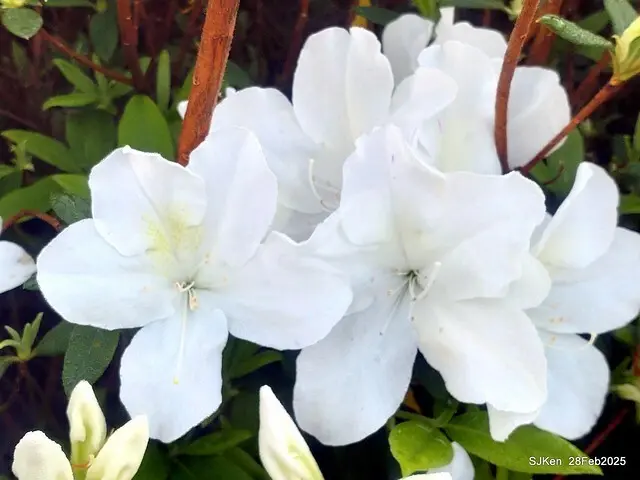 2025.02.28       2025 台北杜鵑花季--- 杜鵑花篇(2025 Tapei Azalea festival at Daan forest park), Taipei, Taiwan, Feb 28,2025, SJKen