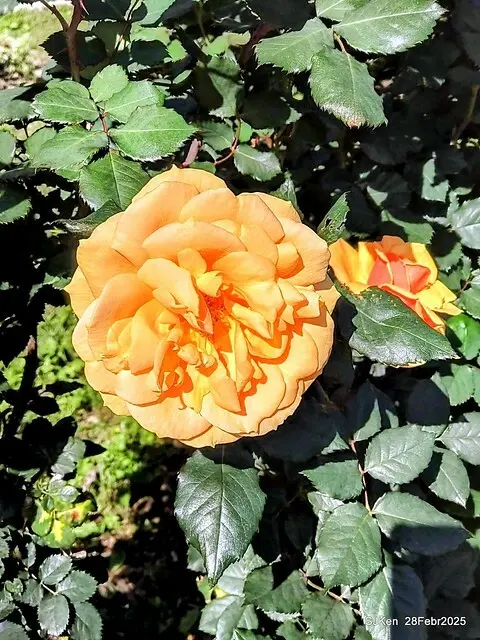 2025花博園區新生公園台北玫瑰園花展(2025 Annual Taipei Rose Garden festival), Mar 14 ~ Apr.13, 2025, Taipei, Taiwan, SJKen.