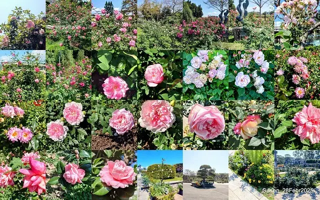 2025花博園區新生公園台北玫瑰園花展(2025 Annual Taipei Rose Garden festival), Mar 14 ~ Apr.13, 2025, Taipei, Taiwan, SJKen.
