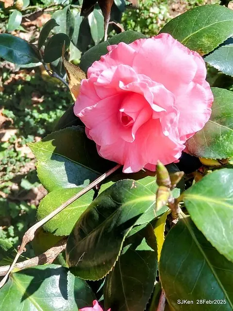 2025花博園區新生公園台北玫瑰園花展(2025 Annual Taipei Rose Garden festival), Mar 14 ~ Apr.13, 2025, Taipei, Taiwan, SJKen.