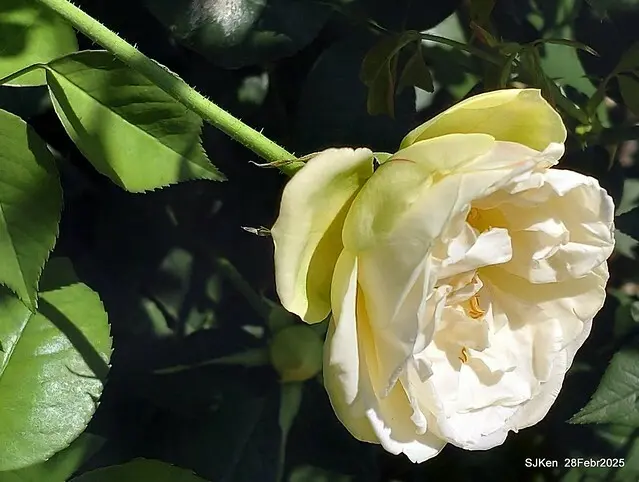 2025花博園區新生公園台北玫瑰園花展(2025 Annual Taipei Rose Garden festival), Mar 14 ~ Apr.13, 2025, Taipei, Taiwan, SJKen.