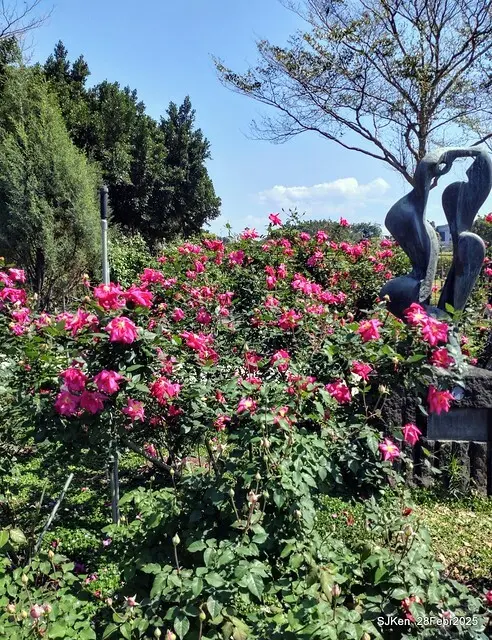 2025花博園區新生公園台北玫瑰園花展(2025 Annual Taipei Rose Garden festival), Mar 14 ~ Apr.13, 2025, Taipei, Taiwan, SJKen.