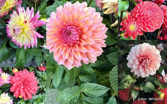 2025台北杜鵑花季系列(二) 大理花篇( Dahlia at Daan forest park), Taipei, Taiwan, SJKen , Feb 28, 2025.