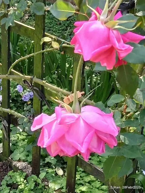 2025花博園區新生公園台北玫瑰園花展(2025 Annual Taipei Rose Garden festival), Mar 14 ~ Apr.13, 2025, Taipei, Taiwan, SJKen.