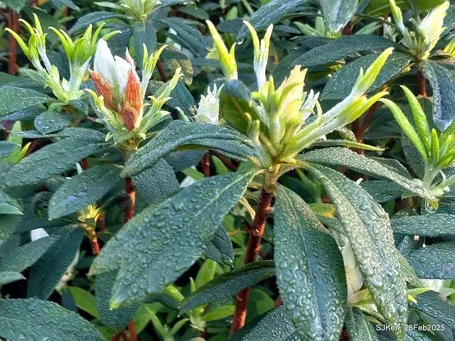 2025.02.28       2025 台北杜鵑花季--- 杜鵑花篇(2025 Tapei Azalea festival at Daan forest park), Taipei, Taiwan, Feb 28,2025, SJKen